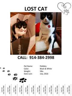 Search On For Cat Missing From Somers/Yorktown Heights Area Since July