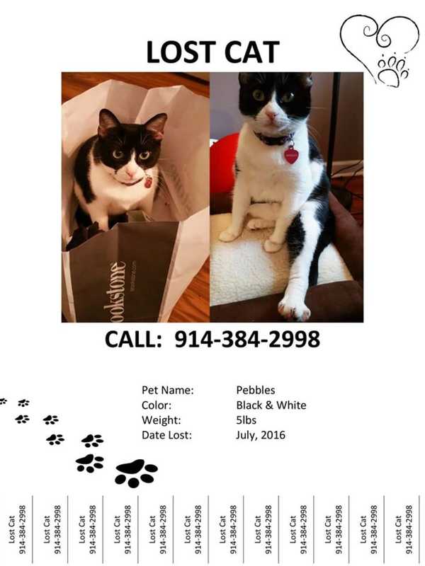 Search On For Cat Missing From Somers/Yorktown Heights Area Since July