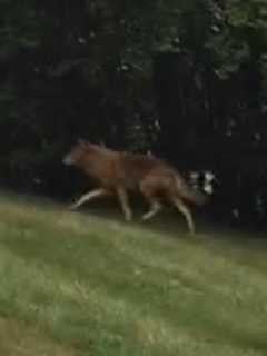 Clarkstown Coyote Sightings Prompt Warning From Police