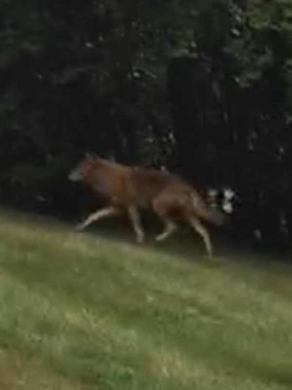 Clarkstown Coyote Sightings Prompt Warning From Police