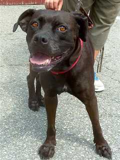 Is Your Dog Lost? Putnam Humane Society Found Pooch Looking For Home