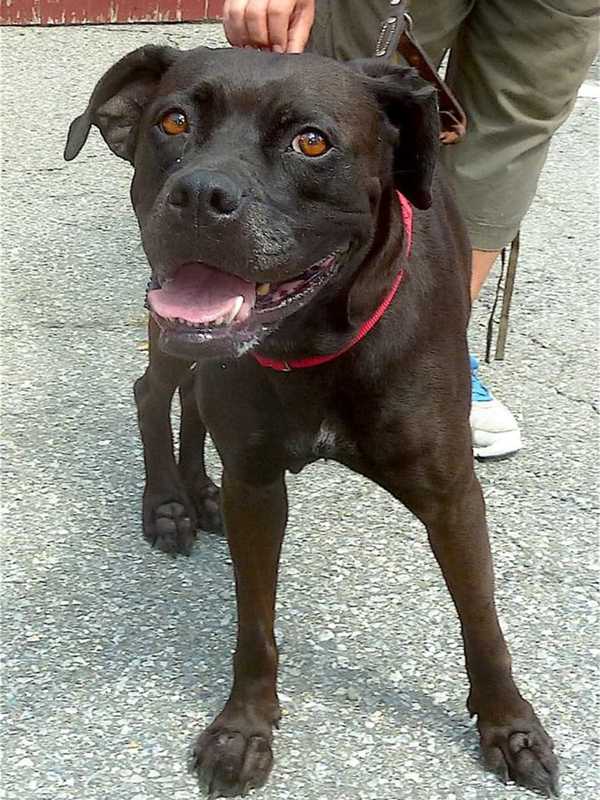 Is Your Dog Lost? Putnam Humane Society Found Pooch Looking For Home
