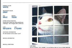 South Salem Cat Owner Seeks Help Finding 5-year-old Juno