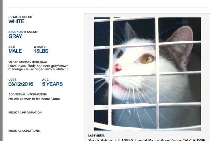 South Salem Cat Owner Seeks Help Finding 5-year-old Juno