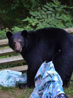 Bear Sighted In Redding Thursday Morning