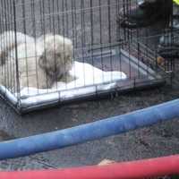 <p>A dog and four cats were rescued in the Pacific Avenue fire in Garfield.</p>