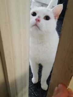 Yorktown Heights Pet Owners Searching For Missing Cat
