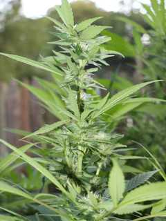 Democrats Propose Marijuana Legalization, Tolls In State Budget Fix