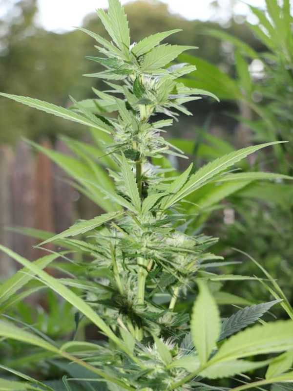 Democrats Propose Marijuana Legalization, Tolls In State Budget Fix
