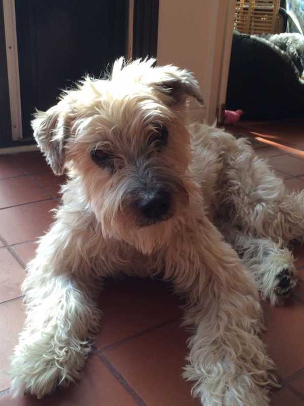 Rye Brook Pet Owner Seeks Help Finding Missing Wheaten Terrier
