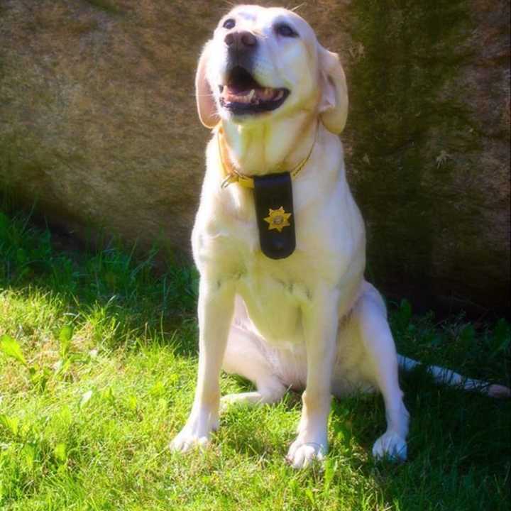 Retired K9 Officer Gunner