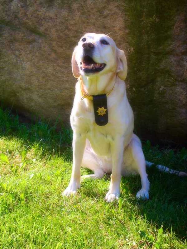 Rockland Sheriff's Office Mourns Loss Of Beloved K9 Officer Gunner