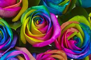 Life Is 'Rosy' At Mount Vernon Florist