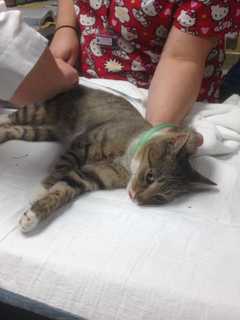 Bob The Cat Hit By Car, Given Up By Scarsdale Owners Needs New Home