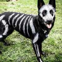 <p>About $330 million is plunked down on pet costumes during Halloween.</p>