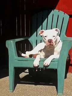 Putnam Humane Society Seeks Home For Ozzie, A 6-Year-Old Pit Bull
