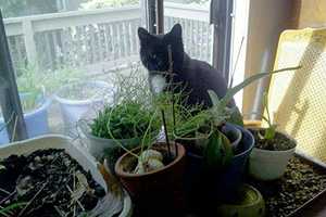 $200 Reward Offered For Missing Somers Cat