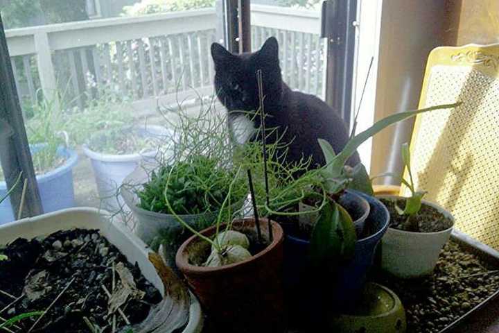 $200 Reward Offered For Missing Somers Cat