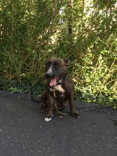 Animal Advocates Seek Owner Of Dog Found In Hastings