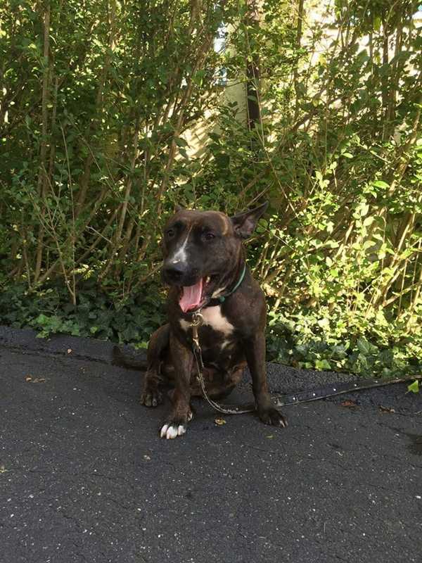 Animal Advocates Seek Owner Of Dog Found In Hastings