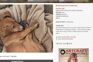 Ossining Dog Owner Offers $200 Reward For Missing Pet's Safe Return