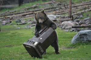 Black Bear Sightings In New City Prompt Police To Release Safety Tips