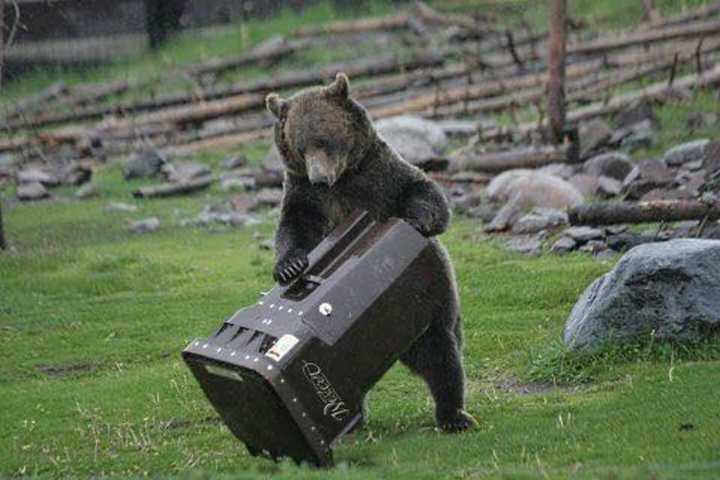 Black Bear Sightings In New City Prompt Police To Release Safety Tips