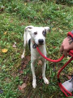 Putnam Humane Society Seeks Owners Of Dog Found In Patterson