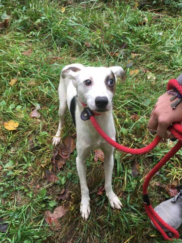 Putnam Humane Society Seeks Owners Of Dog Found In Patterson
