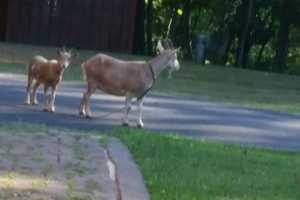Goats On Loose Tops Week's News In Putnam