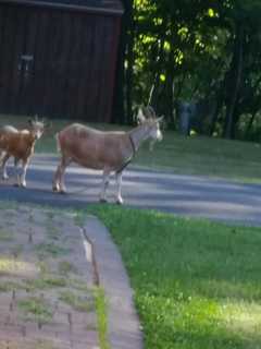 Two Goats On Loose In Putnam