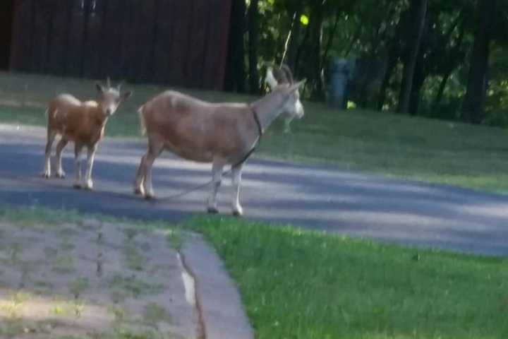 Goats On Loose Tops Week's News In Putnam