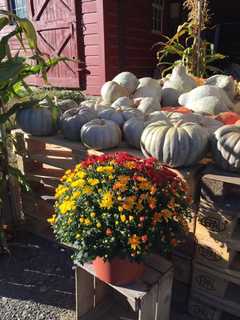 Farmers Market Returns To Yorktown