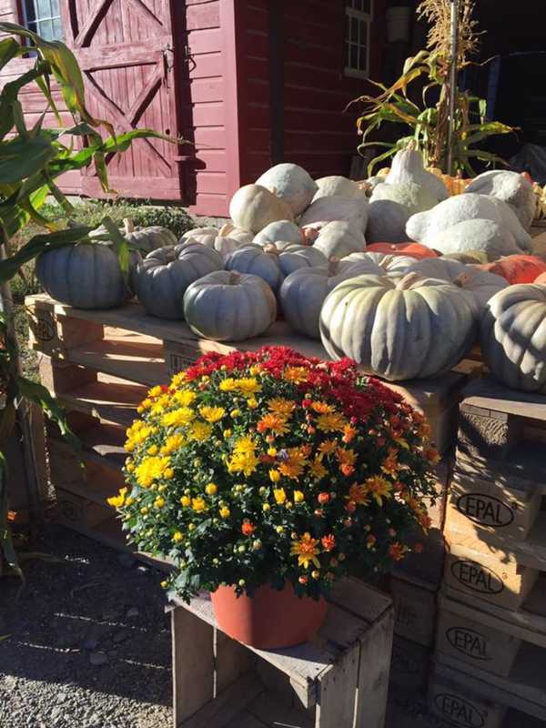 Farmers Market Returns To Yorktown