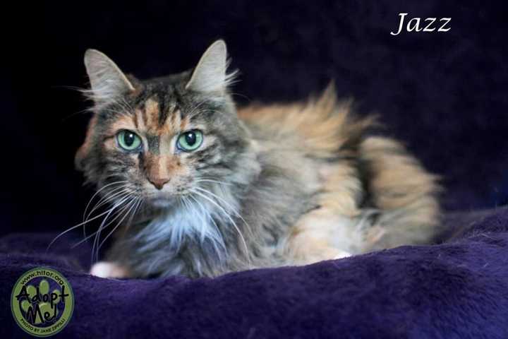 Jazz The Cat Is The Hi Tor Animal Care Center's Pet Of The Week