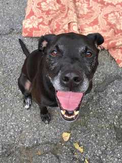 Do You Know Him? Putnam Humane Society Seeks Male Dog's Owner