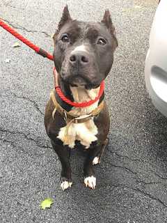 Putnam Humane Society Seeks Owner Of Dog Found In Patterson
