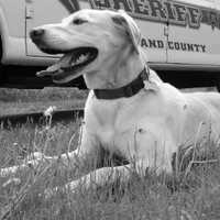 <p>The Rockland County Sherrif&#x27;s Office is mourning the loss of K9 Scooter who was part of the department&#x27;s arson unit.</p>