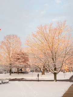 Enjoy Tree Lighting In Monroe