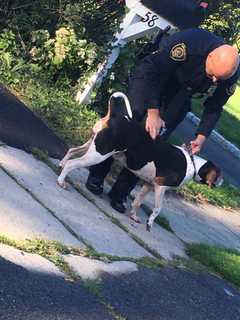 Pet Advocates Seek Owner Of Dog Found In New Rochelle