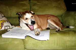 East Rutherford Memorial Library Launches Animal Friendly Programs