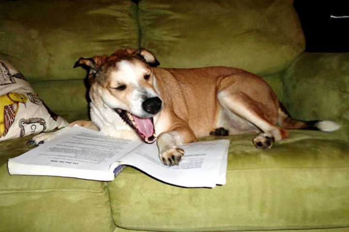 East Rutherford Memorial Library Launches Animal Friendly Programs