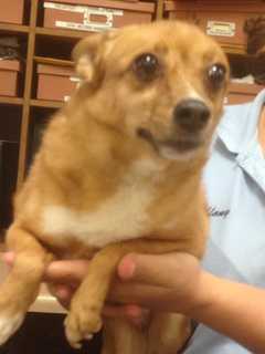 Humane Society, Pet Advocates Seek Owner Of Dog Found In Ardsley