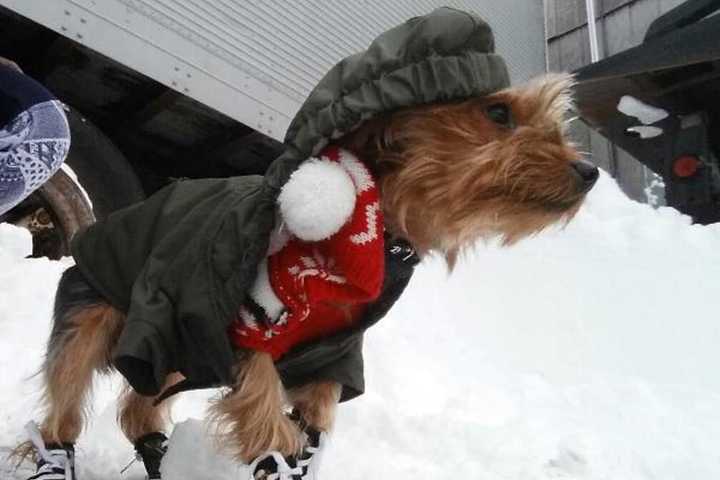 Mount Vernon Pet Owner Seeks Missing Yorkshire Terrier