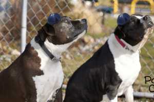 Two Dogs Celebrating 'Bark' Mitzvah