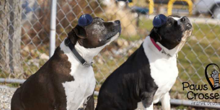 Rocky and Baxter celebrate their Bark Mitzvahs