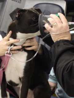 Oxygen Masks For Pets Debut At Croton Falls Fire Department