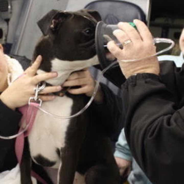 Pet oxygen masks will help resuscitate dogs after a fire.