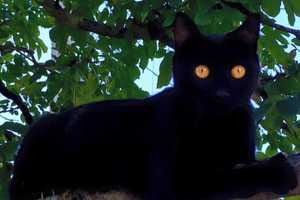 Charlie The Black Cat Is Missing In Yonkers