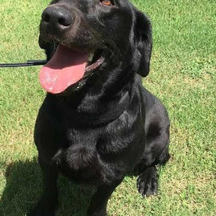 Ditto, Yorktown&#x27;s newest police dog.